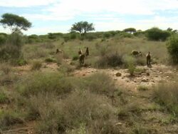MS POV Large group of baboons running / Kunene, Namibia Stock Footage