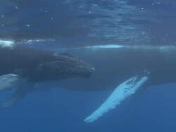Humpback Whales Stock Footage