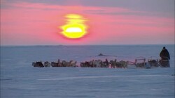 A molten sun casts pink light across Alaska's snowy tundra where a team of sled dogs pull a sled and musher. Stock Footage