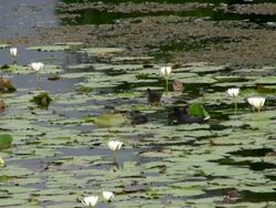 Moorhen and Chicks in Lilypads Stock Footage