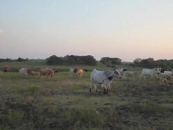 Herding Longhorns Stock Footage
