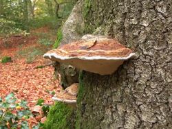 CU Shot of funcal infestation on tree in woodland / Freudenburg, Rhineland Palatinate, Germany Stock Footage