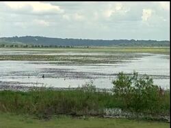 Florida is seeing a jump in the number of softshell turtles being trapped and exported overseas. That has caught the attention of state wildlife officials. The turtles are used for food and medicine in China where they have been hunted to the point of extinction News Clip