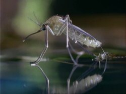 Culex Mosquito, CU newly emerged mosquito on surface of water Stock Footage