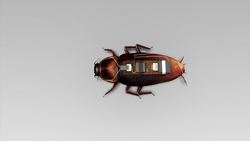 Researchers develop remote-controlled cockroaches Instructional Video