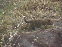 Leopard cub running through brush Stock Footage