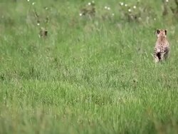 Cheetah Stock Footage