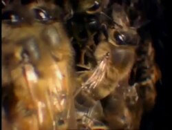 Honey bees on honey comb, camera tracks across, England Stock Footage