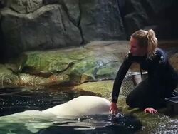 Chicago's Shedd Aquarium Stock Footage