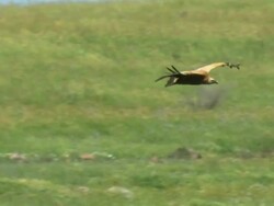 MS TS Shot of Griffon Vulture (Gyps fulvus) gliding near mountain / Gamla, Golan Heights, Israel Stock Footage