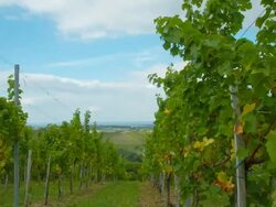 HD Motion Time-Lapse: Cloudscape Over Vineyard Stock Footage