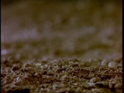 CU T/L broad bean germinates from beneath soil, seedling grows, out of focus soil background Stock Footage