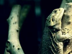 Lizard on branch Stock Footage