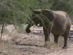 Desert Elephant (Loxodonta africana) feeding, Ugab River Basin, Namibia: desert-dwelling population of African Bush Elephant though not distinct subspecies Stock Footage