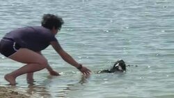 VOICED : Perros bienvenidos a esta playa News Clip