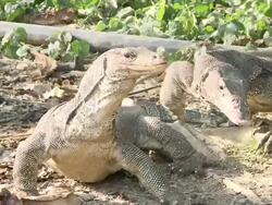 MS ZO Monitor lizards feeding frenzy / Pulau Tiga, Sabah, Malaysia   Stock Footage