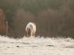 MS Shot of horses grazing in pasture during winter at sunrise on rural farm / Orcas Island, Washington, United States Stock Footage
