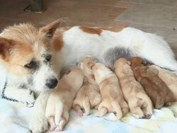 Dog Nursing her puppies Stock Footage