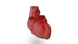 Human heart (loopable) Stock Footage