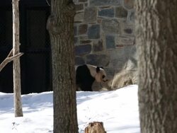 Animals At Washington's National Zoo Enjoy The Winter Weather Stock Footage