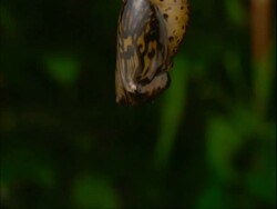 CU T/L Butterfly metamorphosis from chrysalis to butterfly, white and black, side view Stock Footage