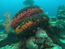 Sankisan, Tires with colourful corals, Chuuk Lagoon, South Pacific  Stock Footage