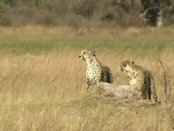 MS Cheetah walking in tall dry grass then pause on termite mound to observe surroundings / Okavango Delta, North West District, Botswana Stock Footage