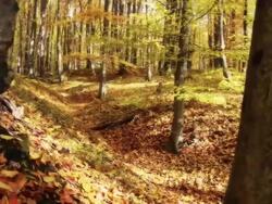 HD DOLLY: Beautiful Autumn Forest Stock Footage