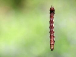 Caterpillar Weighs On Silk. Stock Footage