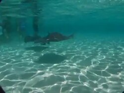 CU, Cayman Islands, Grand Cayman, Stingray City, Stingrays swimming in sea, tourists in background Stock Footage