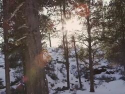 MS PAN Shot of snow covering winter scene in high desert with pine trees and gorgeous sun / Bend, Oregon, United States  Stock Footage