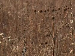 Prairie 006 1080p30 Stock Footage