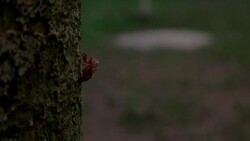 cicada molt Stock Footage