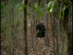 WA Sloth bear, Melursus ursinus, in jungle, Bandhavgarh National Park, India Stock Footage