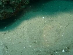 MS Shot of Flatfish lying on sea floor observing surroundings / Matola, Maputo, Mozambique Stock Footage