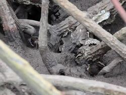 Crab in mangrove forest. Stock Footage