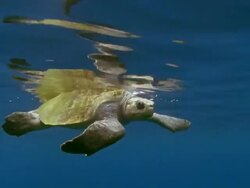 MS Olive Ridley turtle at surface / Guanacaste, Costa Rica Stock Footage