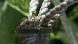 CLEAN : The art of everyday objects growing like mushrooms News Clip