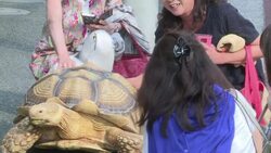 VOICED : Tortuga gigante por las calles de Tokio News Clip
