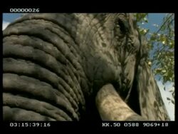 BCU Low angle African Elephant's (Loxodonta africana) face, looking up tusks and trunk to face Stock Footage
