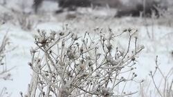 Snow On Branches Medium Shot HD Stock Footage