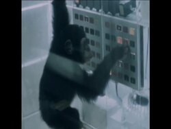 SYND 3 5 73 CHIMPANZEE IS TAUGHT TO USE COMPUTER IN ATLANTA News Clip