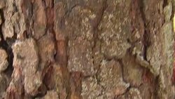 Bugs and diseases killing Horse Chestnut trees News Clip