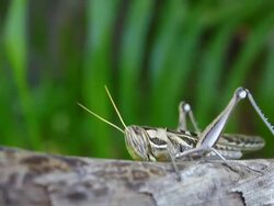 grasshopper Stock Footage