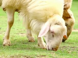 sheep eating grass in field Stock Footage