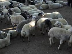 Sheep and Rams Stock Footage