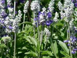 CU View of bloom salvia tree / Koblenz, Rhineland-Palatinate, Germany Stock Footage
