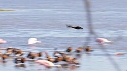 SLO MO Duck flying above waterhole Stock Footage