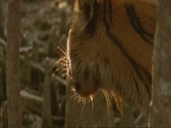 CU Backlit Bengal tiger licking lips, India Stock Footage