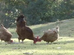 rooster with chickens eating. gallo con gallinas comiendo Stock Footage